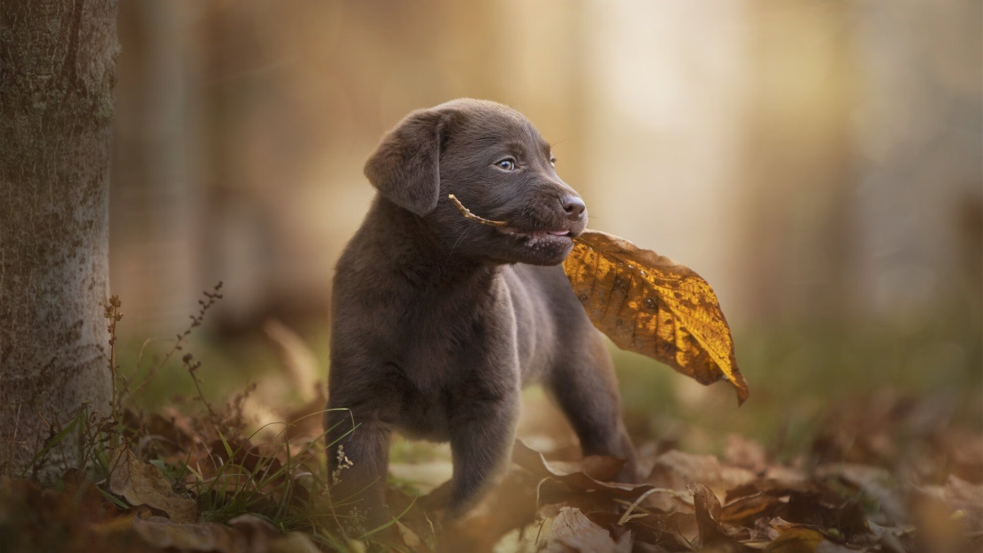 爱游戏体育账号注册-国足历史大比分胜场比赛回顾，国足历史大比分胜场比赛回顾视频